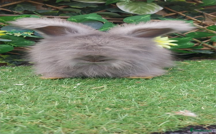 Angora rabbits - Advert 15