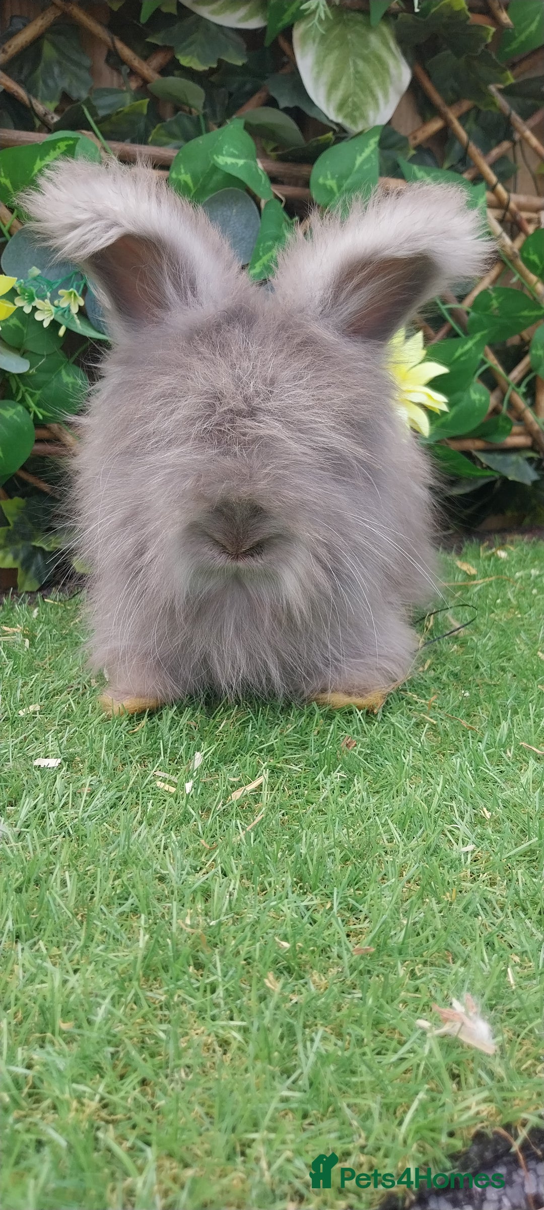 Angora rabbits for sale: Beautiful Angoras Ready Now  - Image 1