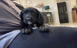 Sprocker dogs for sale: Beautiful Sprocker puppies HEALTH TESTED PARENTS - Image 32