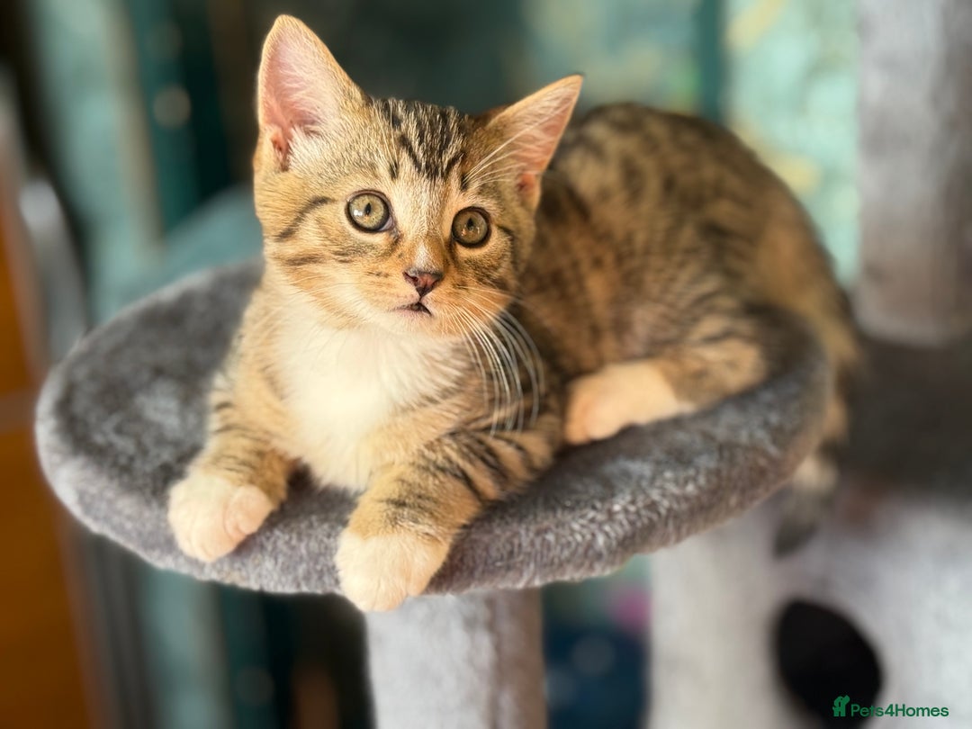 Mixed Breed cats for sale: Beautiful kitten available  - Image 8