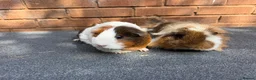 Guinea Pig rodents for sale: Guinea pigs looking for New Homes  - Advert 8