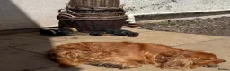 Cocker Spaniel dogs for adoption: Lewy  - Advert 2