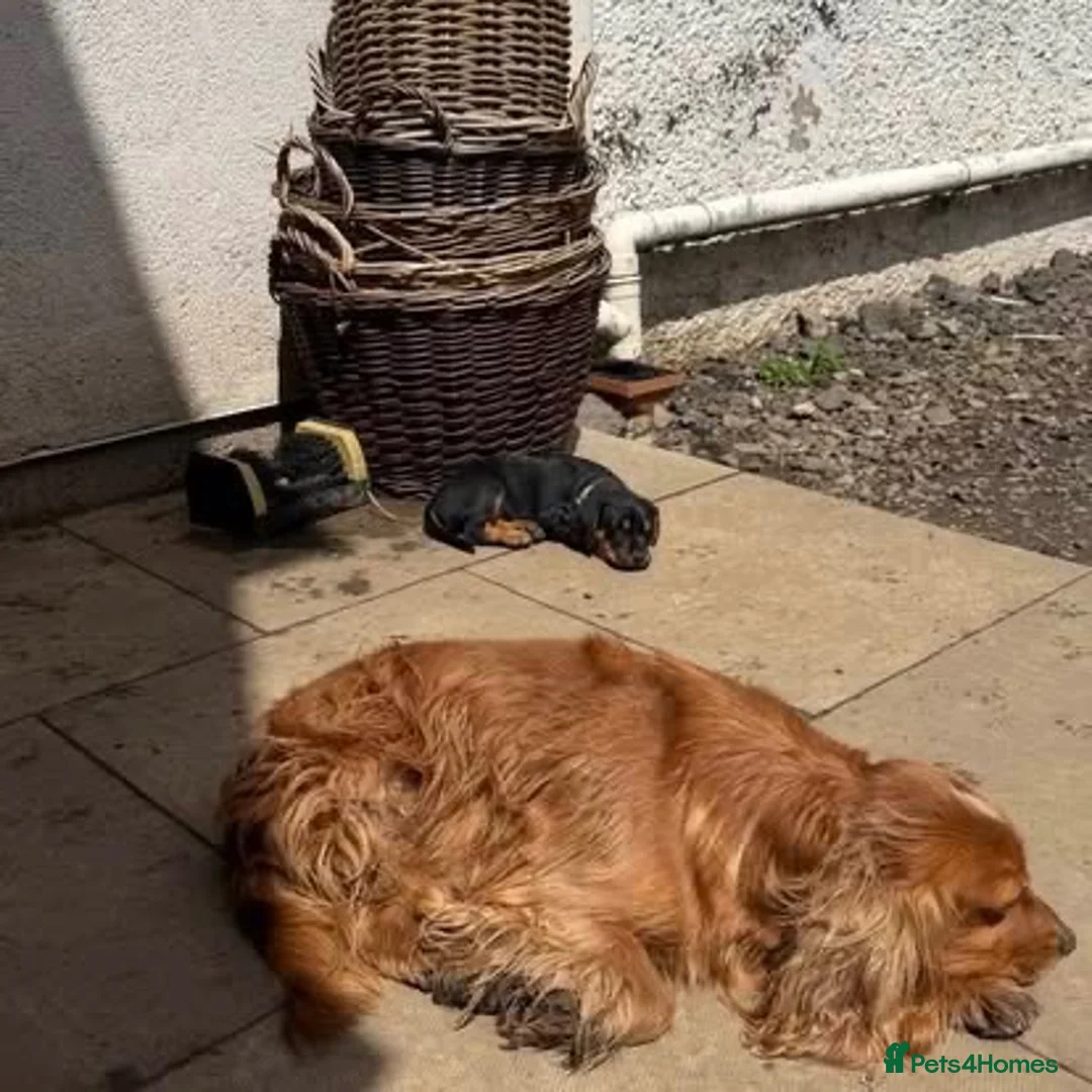 Cocker Spaniel dogs for adoption: Lewy  - Advert 2