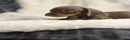 Miniature Dachshund dogs for sale: Beautiful dachshund puppies  - Advert 10