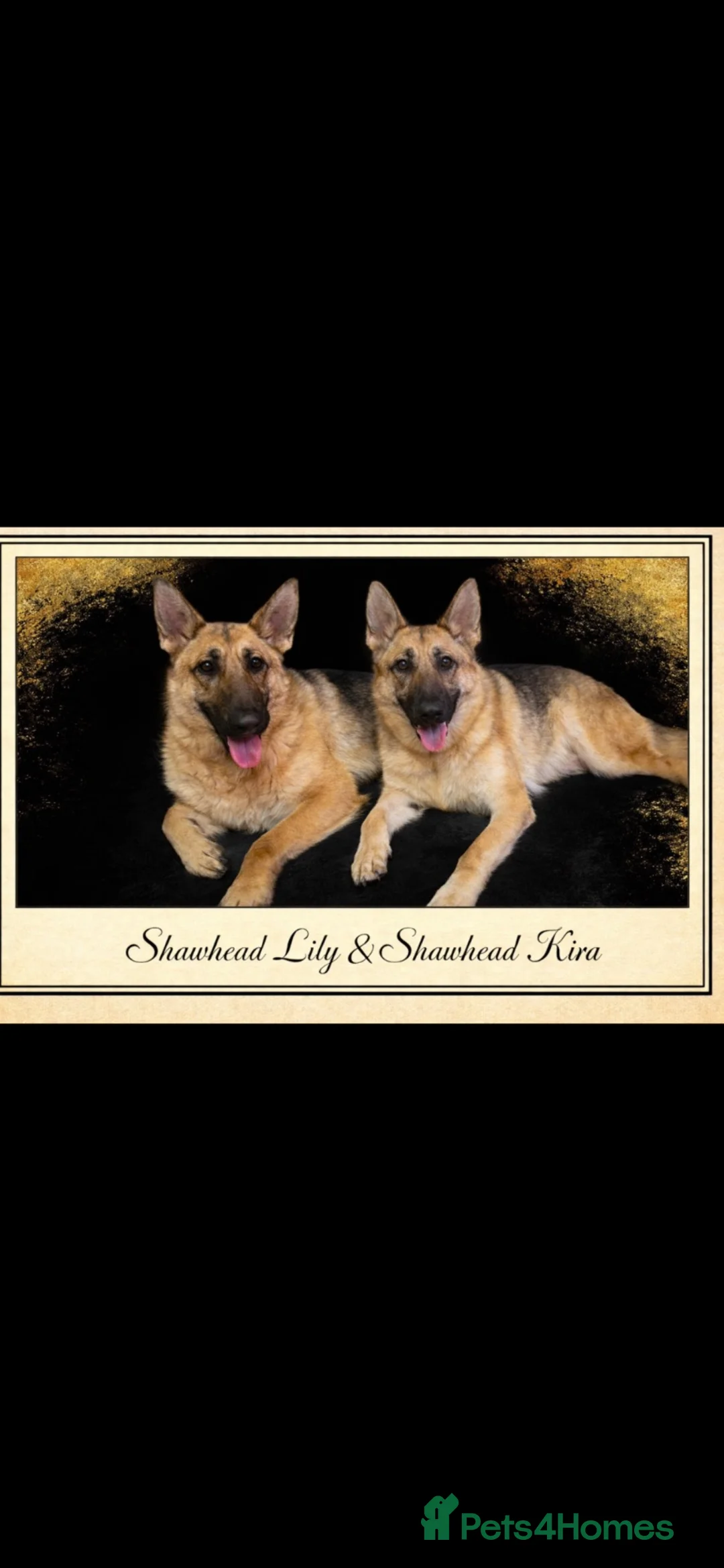 German Shepherd dogs for sale: Stunning Tradional male shepherd  - Advert 4