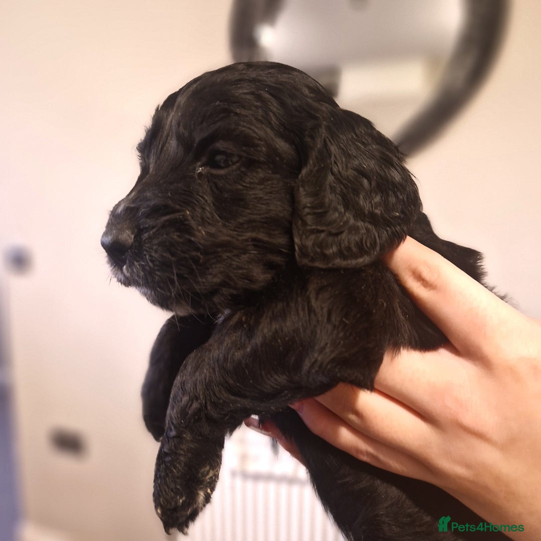 Cockapoo dogs for sale: 6 beautiful F2 cockapoos for sale!    - Advert 3