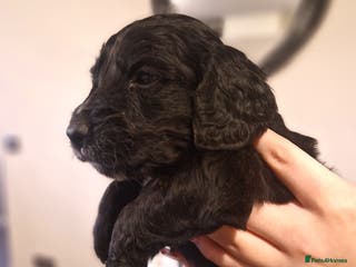 Cockapoo dogs 6 beautiful F2 cockapoos for sale! - Advert 16