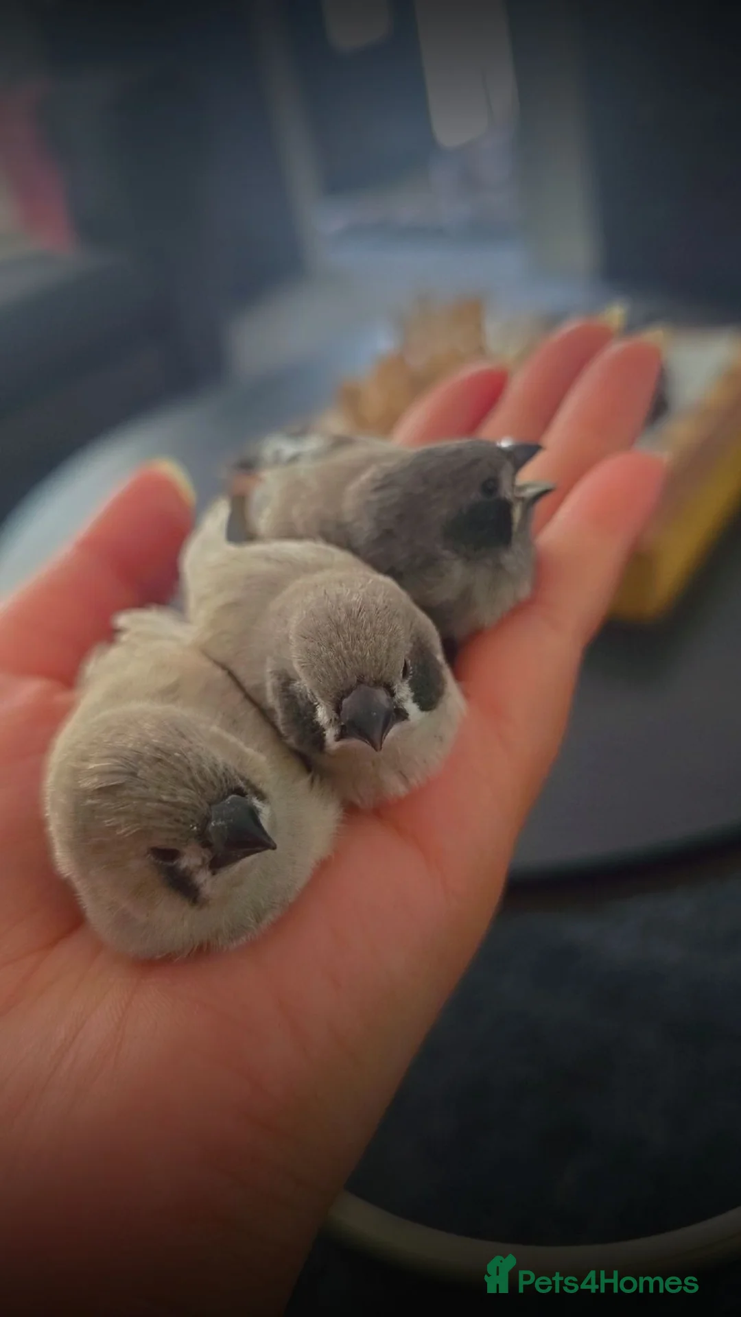 Cockatiels birds for sale: Zebra finches  - Advert 2