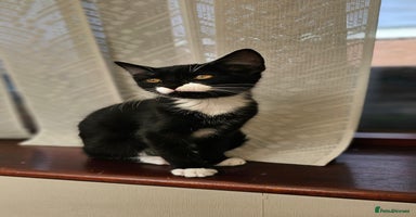 Mixed Breed cats - Advert 9