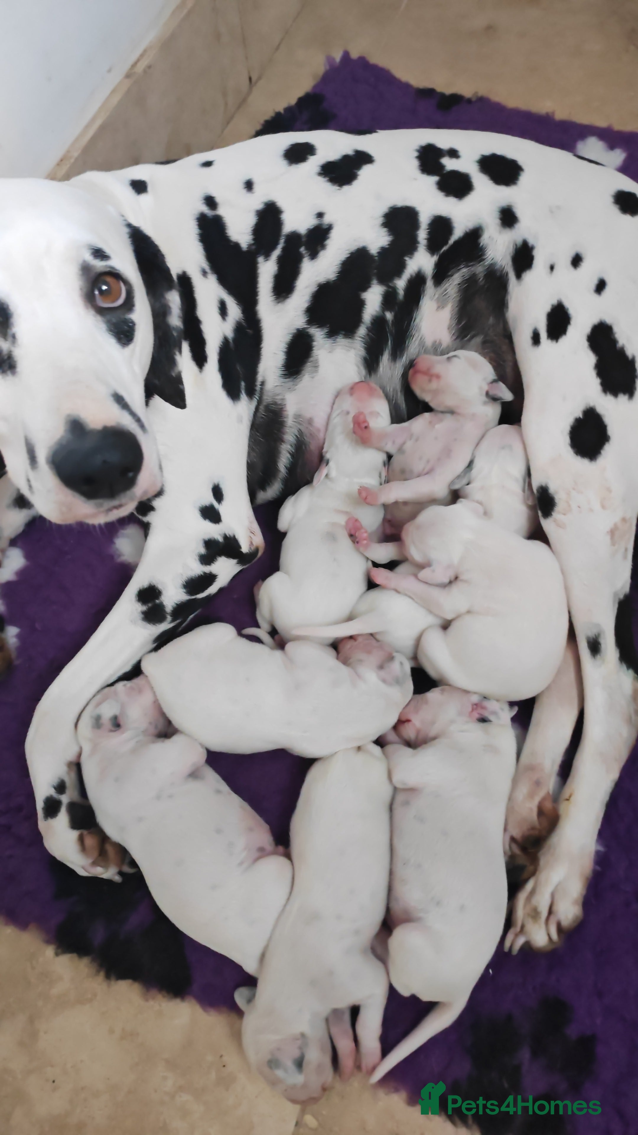 Dalmatian dogs The Secret is Out! Champion Boys in the making!! - Advert 5