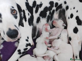 Dalmatian dogs The Secret is Out! Champion Boys in the making!! - Advert 5