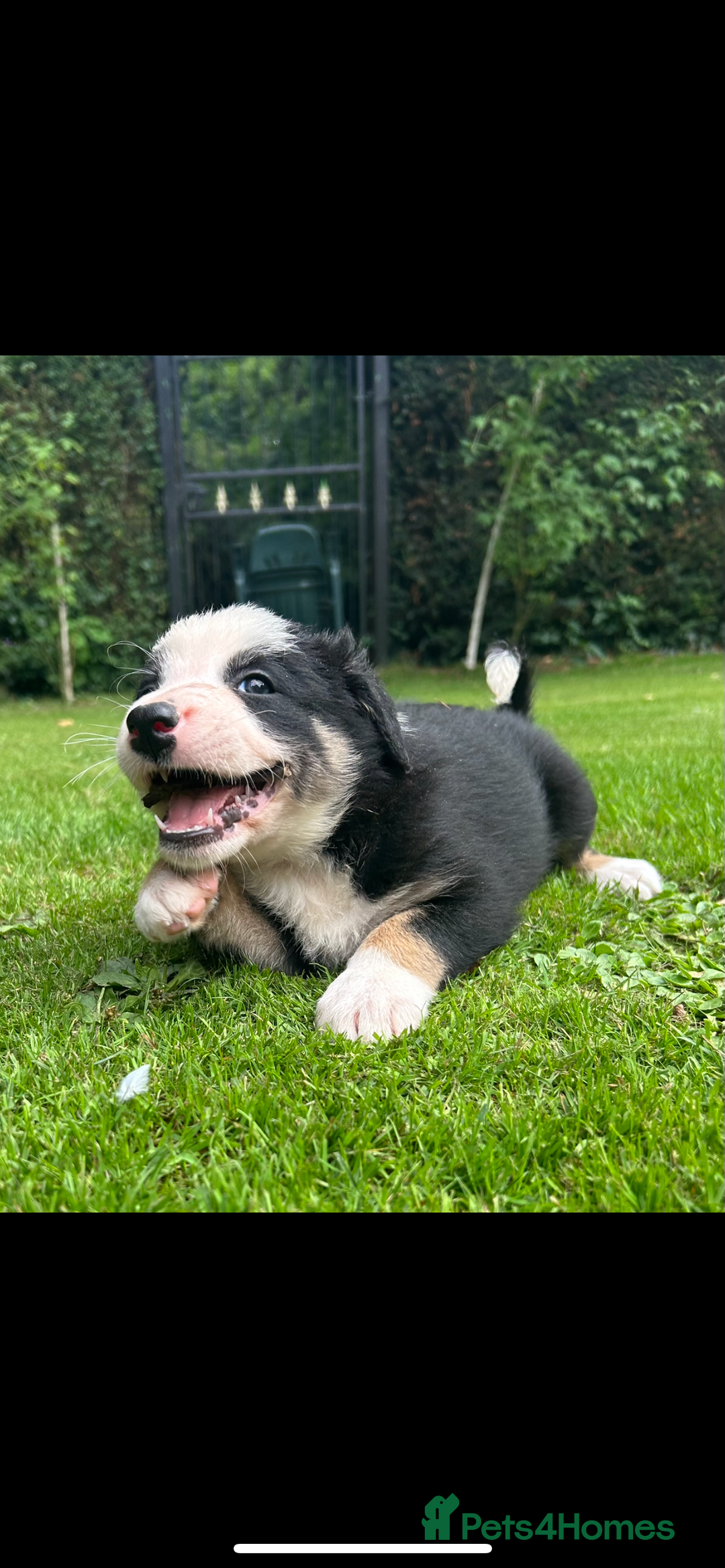 Border Collie dogs for sale: Gorgeous Border Collie Puppies  - Image 19