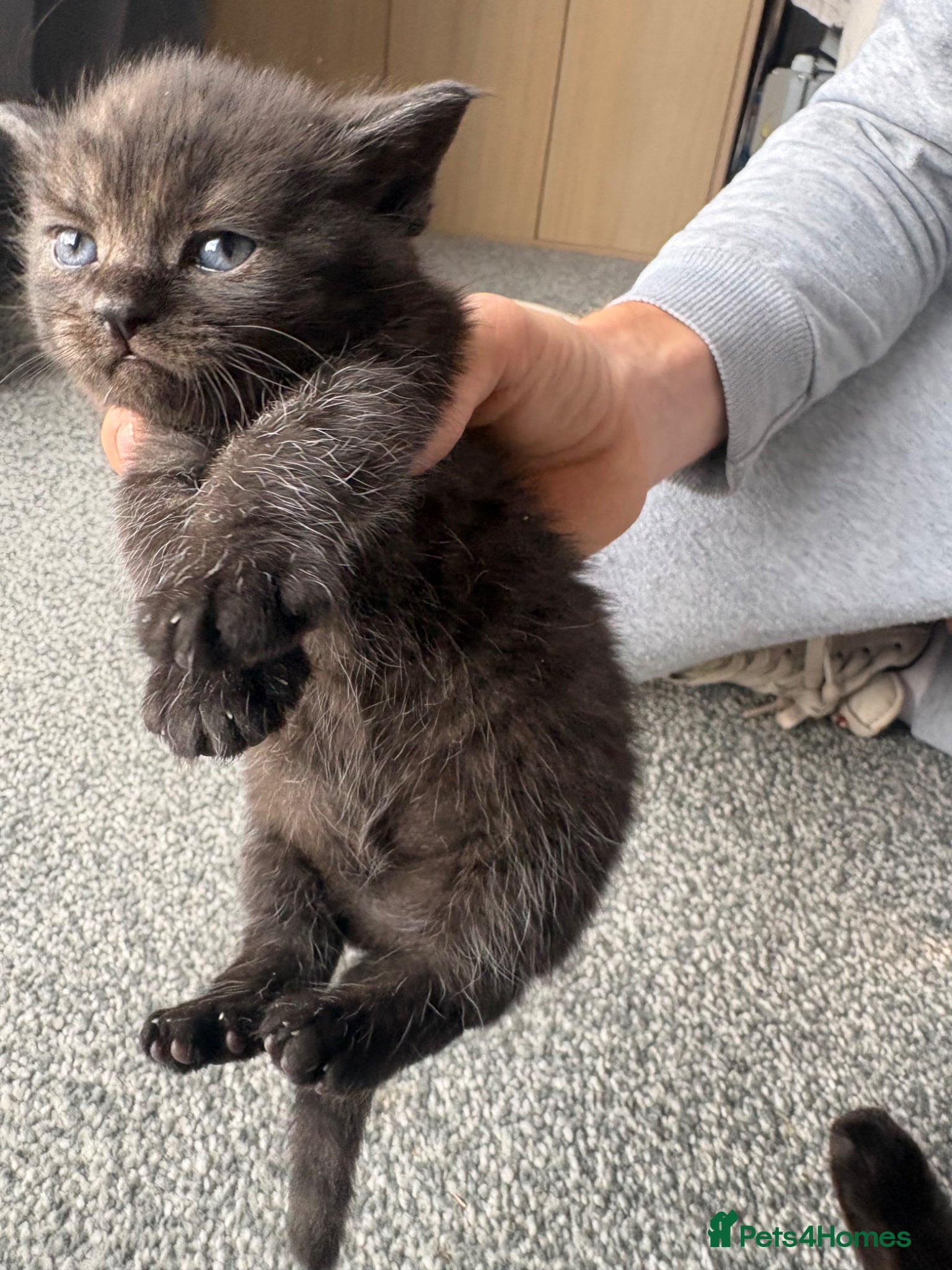 Persian cats for sale: Ash grey Persian kittens - Advert 24