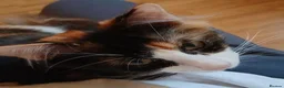 Mixed Breed cats for adoption: JEMIMA - Advert 4