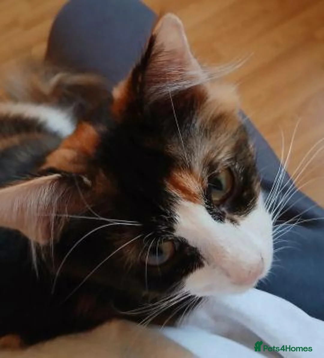 Mixed Breed cats for adoption: JEMIMA - Advert 4