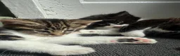 Mixed Breed cats for sale: Two adorable mixed breed kittens, ready now.  - Advert 4
