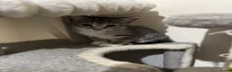 Domestic Shorthair cats for sale: Lovely tabby kittens - Advert 6