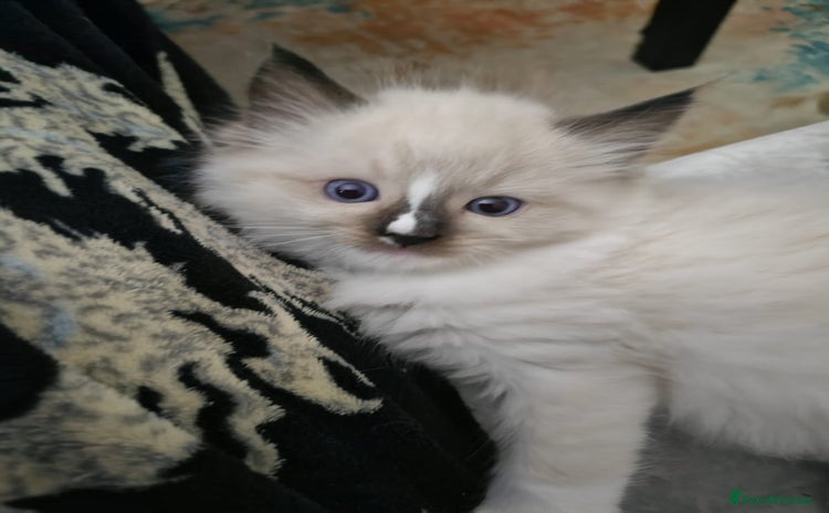 Ragdoll cats - Advert 8