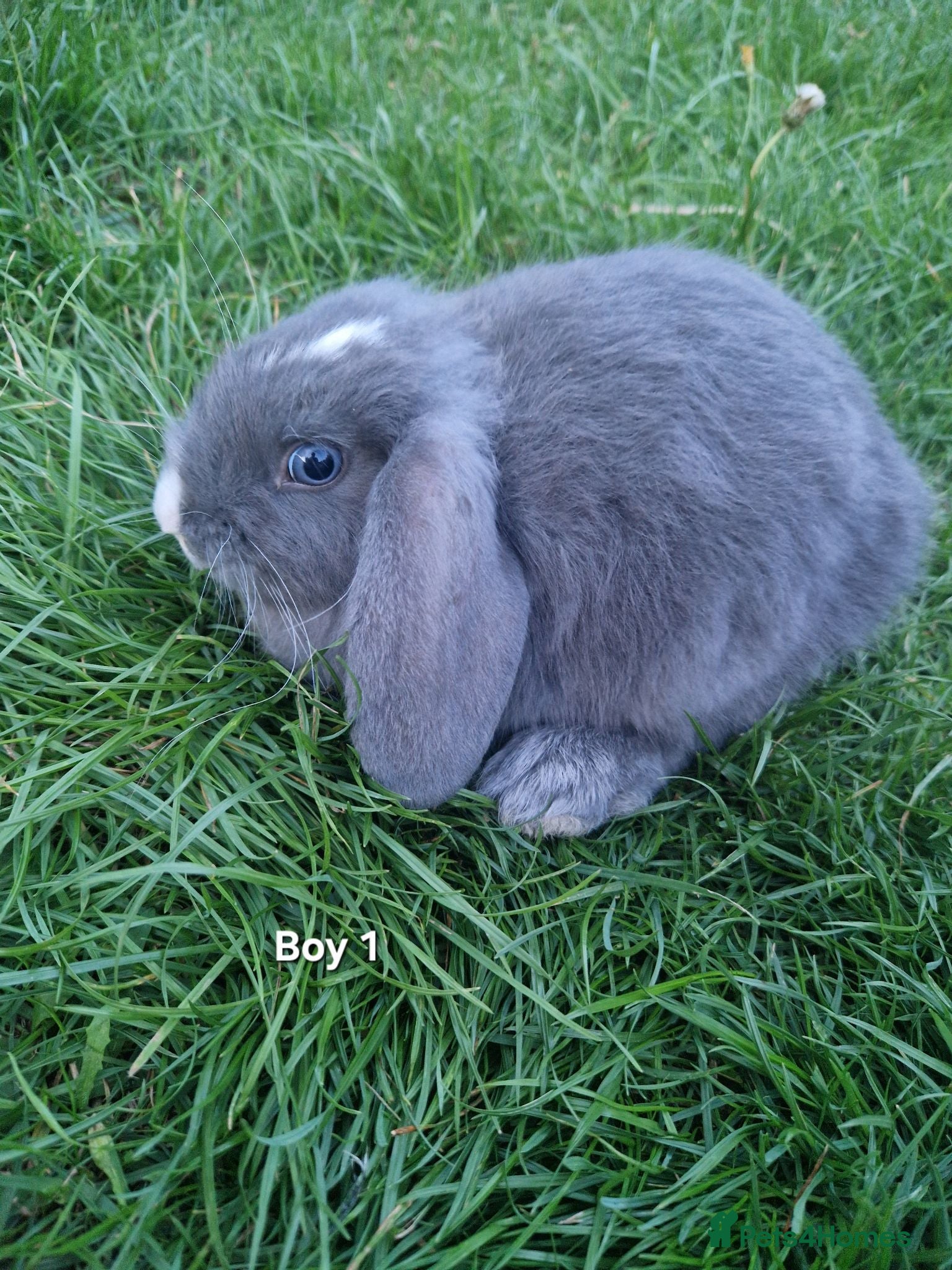 Mini Lop rabbits Mini Lops Ready Now - Advert 10