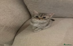 British Shorthair cats for sale: Reduced BSH kittens a few left !!! Going cheap  - Image 2
