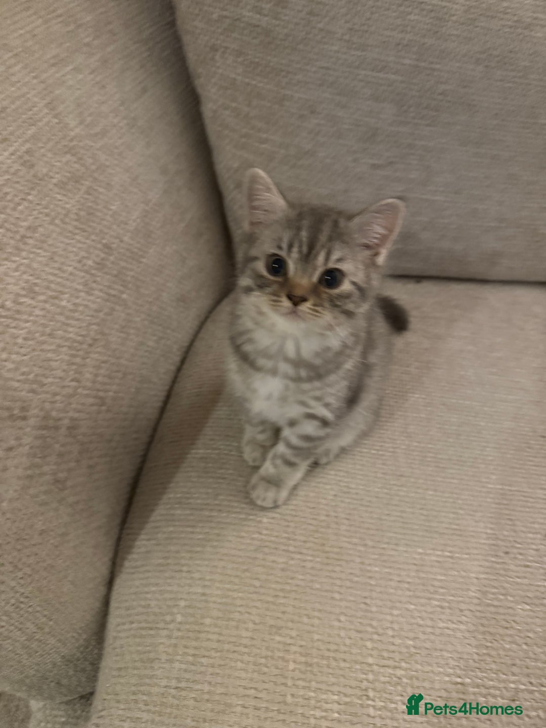 British Shorthair cats for sale: Reduced BSH kittens a few left !!! Going cheap  - Image 2