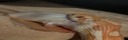 Corn Snake reptiles for sale: Corn snake candy cane morph - Advert 1