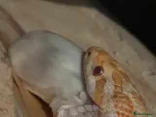 Corn Snake reptiles Corn snake candy cane morph - Advert 2