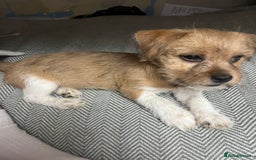 Mixed Breed dogs for sale: Jack Russell terrier  - Advert 3