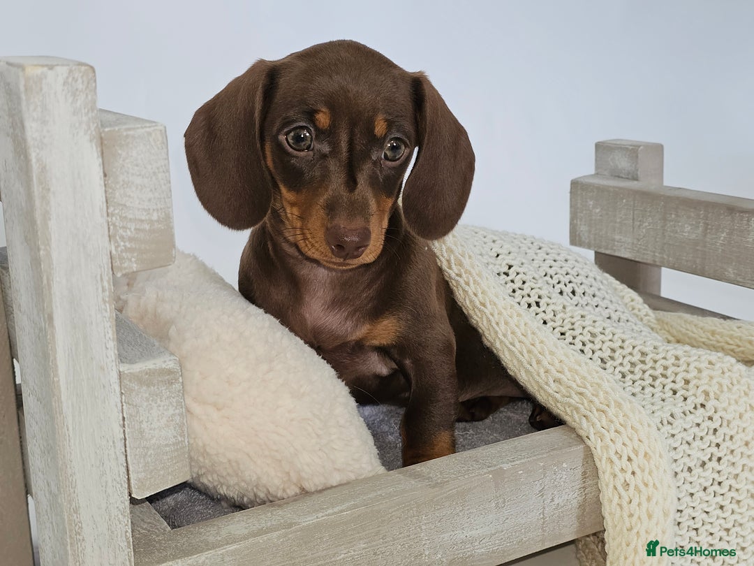 Dachshund dogs for sale: Tink and big momma  - Image 9