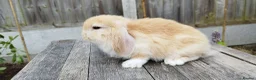 Mini Lop rabbits for sale: Mini Lop bunnies Pure Breed  - Advert 28