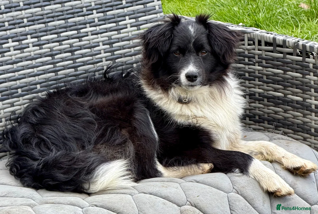 Border Collie dogs for adoption: 🐾 MAX – Border Collie  in West Malling - Advert 2