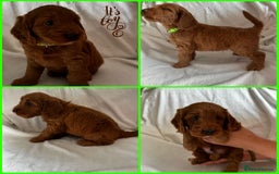Cockapoo dogs for sale: F1 Red Cockapoo puppies ~ ⭐️ready Now ⭐️  - Image 38