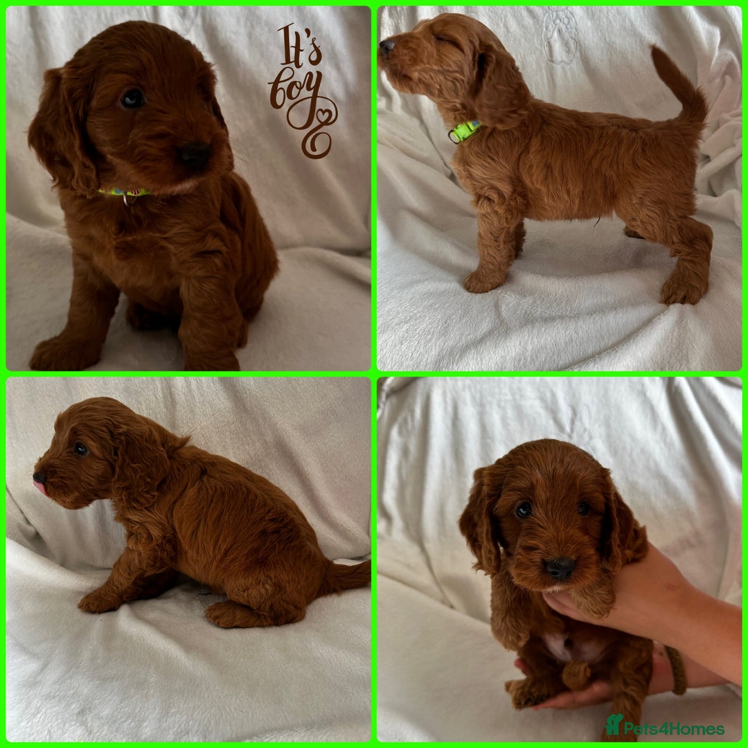 Cockapoo dogs for sale: F1 Red Cockapoo puppies ~ ⭐️ready Now ⭐️  - Image 38