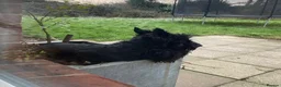 Scottish Terrier dogs for sale: Beautiful KC Scottish Terrier puppies  in Canterbury - Advert 6