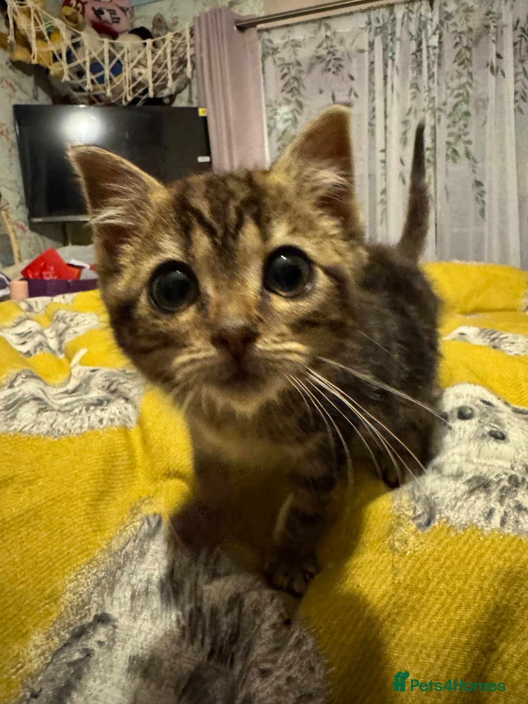 Mixed Breed cats for sale: Kitten looking for a loving home.  - Advert 3