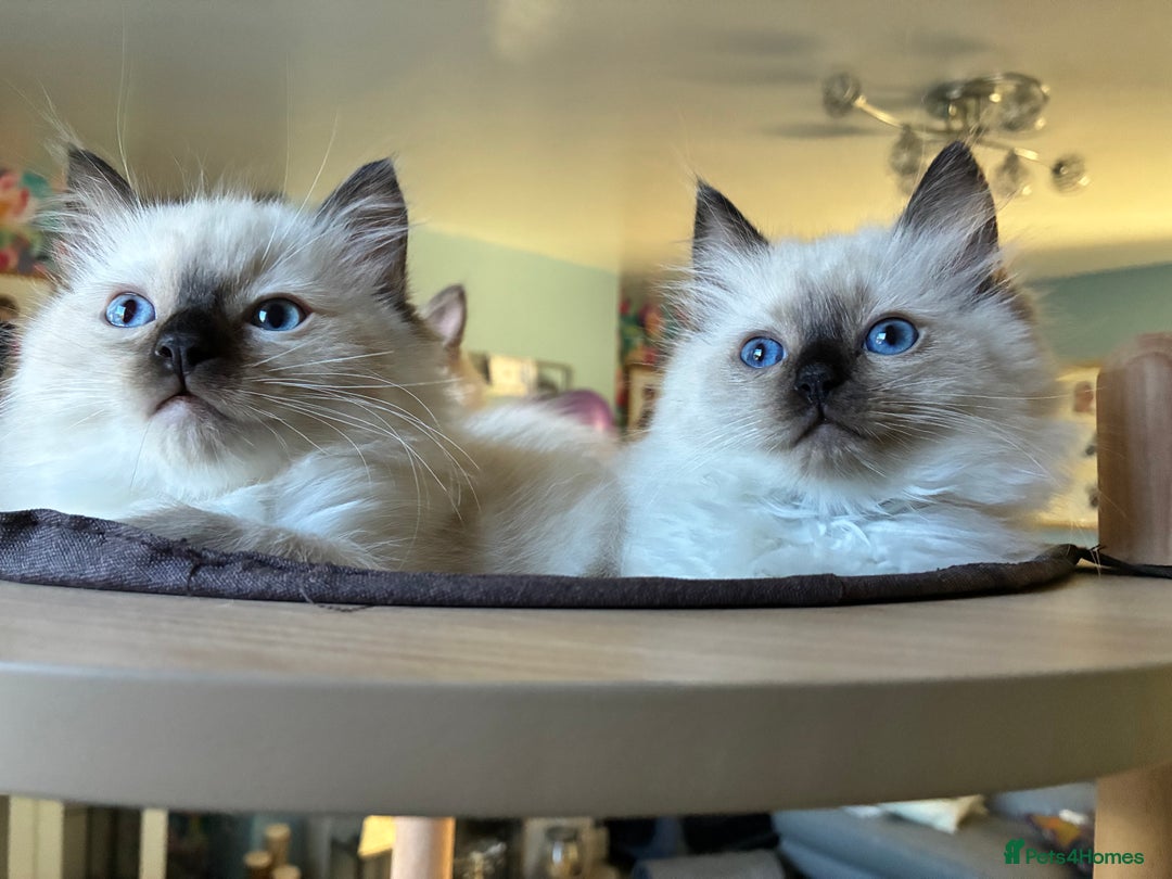 Ragdoll cats for sale: 4 Prebred Ragdolls kittens for sale - Image 16