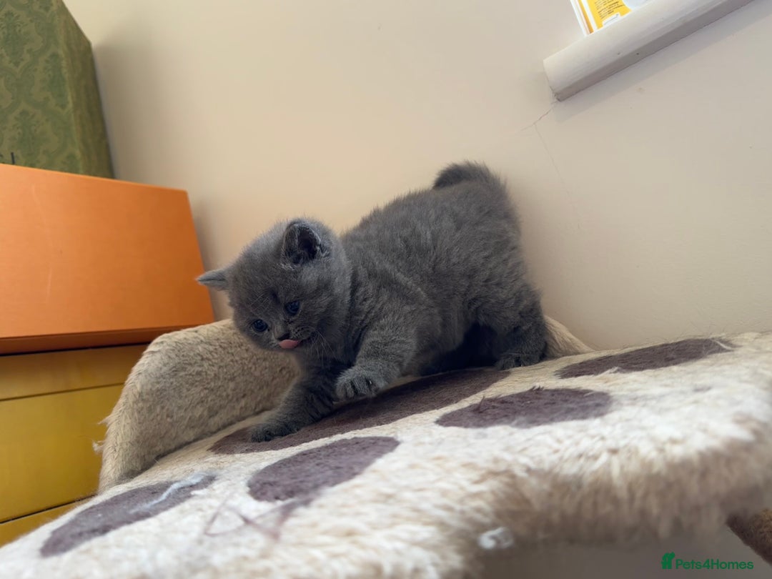 British Shorthair cats for sale: Britishshort hair kittens - Image 7