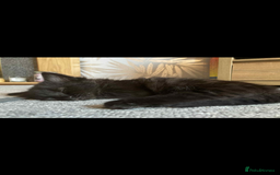 Bombay cats for sale: 3 kittens  - Image 2