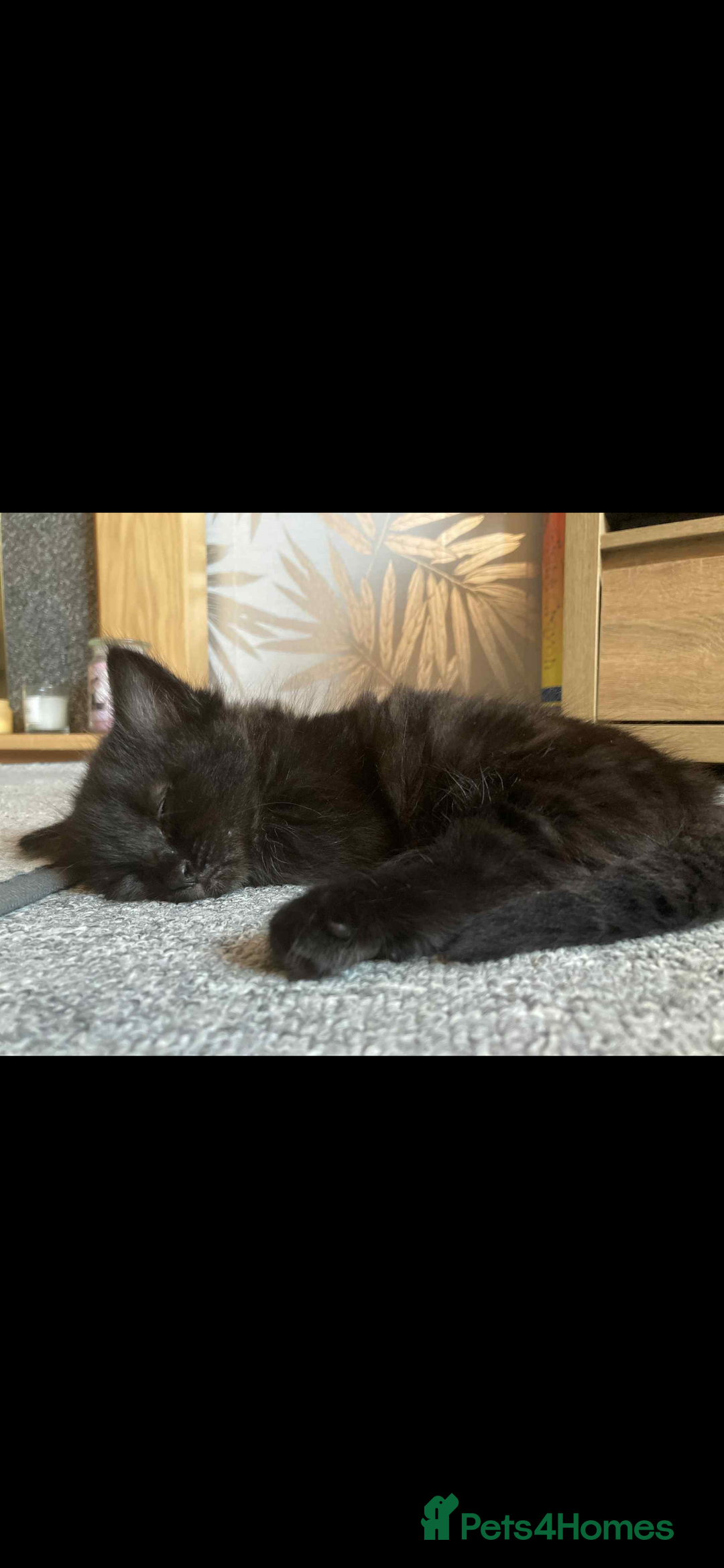 Bombay cats for sale: 3 kittens  - Image 2