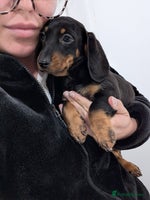 Dachshund dogs Dachshund Puppies DNA CLEAR 🧸❤️ Fully vaccinated - Advert 4