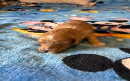 Cockapoo dogs for sale: Gorgeous Cockapoo puppy’s   - Image 4