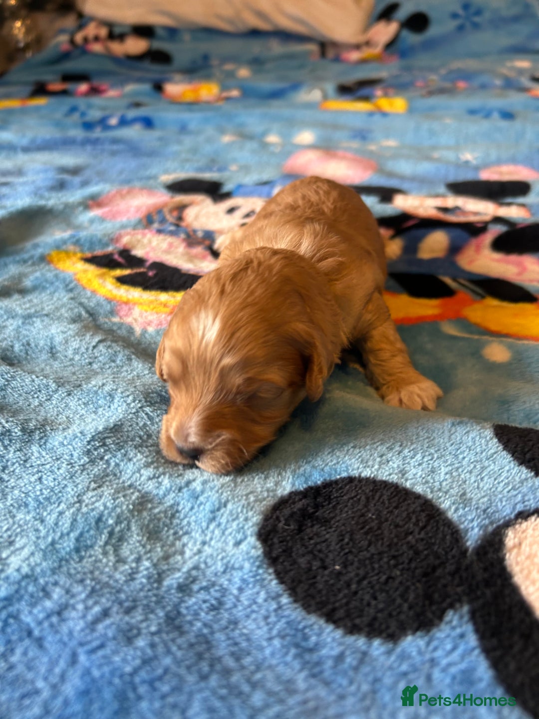 Cockapoo dogs for sale: Gorgeous Cockapoo puppy’s   - Image 4