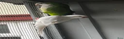Parrots birds for sale: PROVEN breeding pair of quakers in Faversham - Advert 8