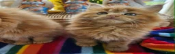 Maine Coon cats for sale: *STUNNING FLUFFY PEDIGREE MAINE COON KITTENS* - Advert 8