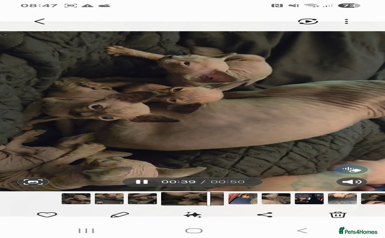 Sphynx cats Purebred sphynx kittens - Advert 6