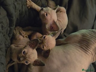 Sphynx cats Purebred sphynx kittens 1 girl left - Advert 4