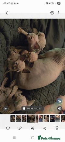 Sphynx cats Purebred sphynx kittens - Advert 1