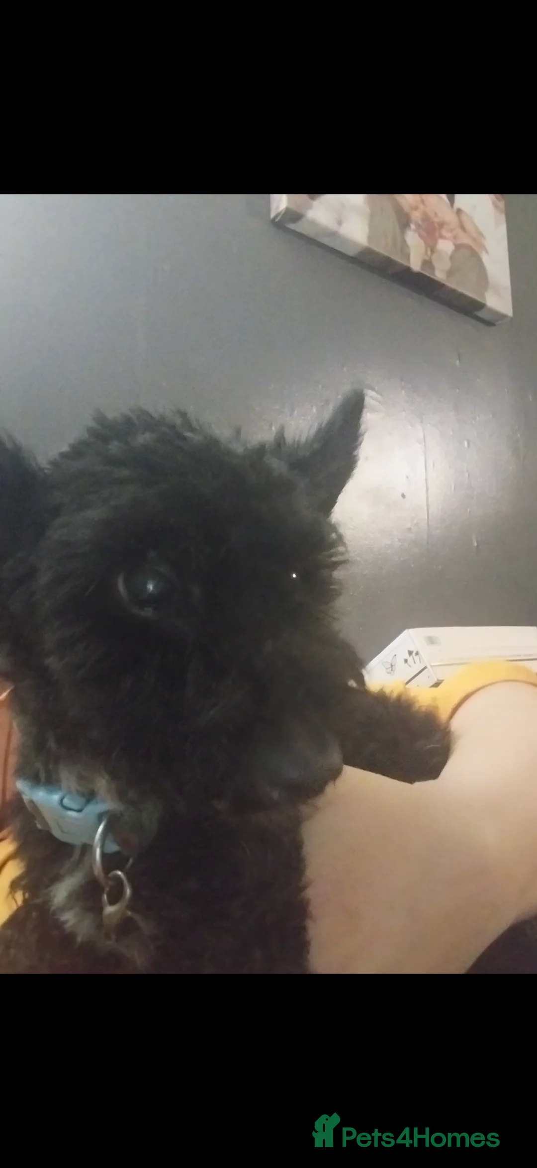 Pomapoo dogs for sale: Poodle cross  - Advert 1