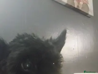 Pomapoo dogs Poodle cross - Advert 3