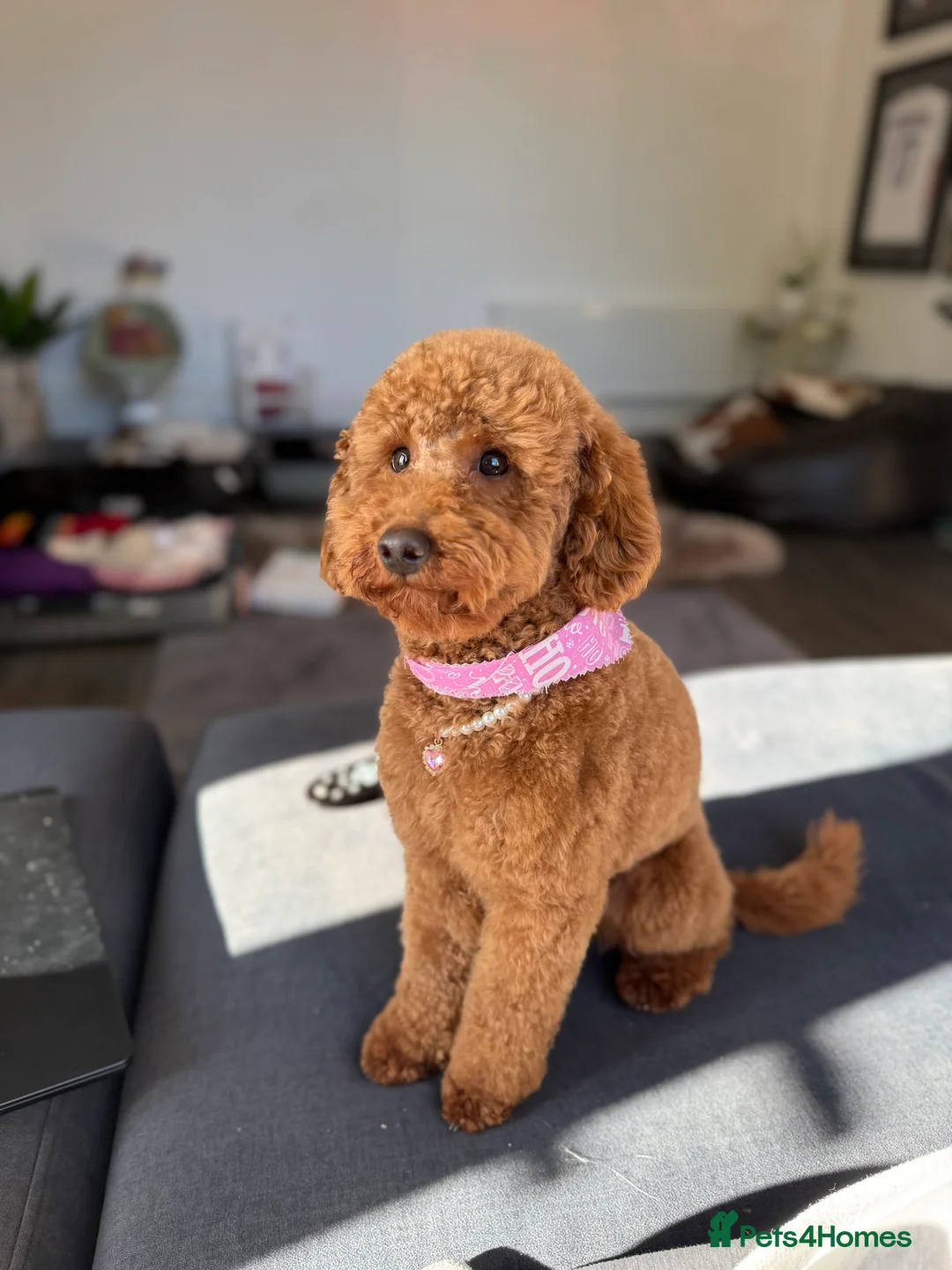 Miniature Poodle dogs for sale: Beautiful Miniature Poodle Female  - Advert 11
